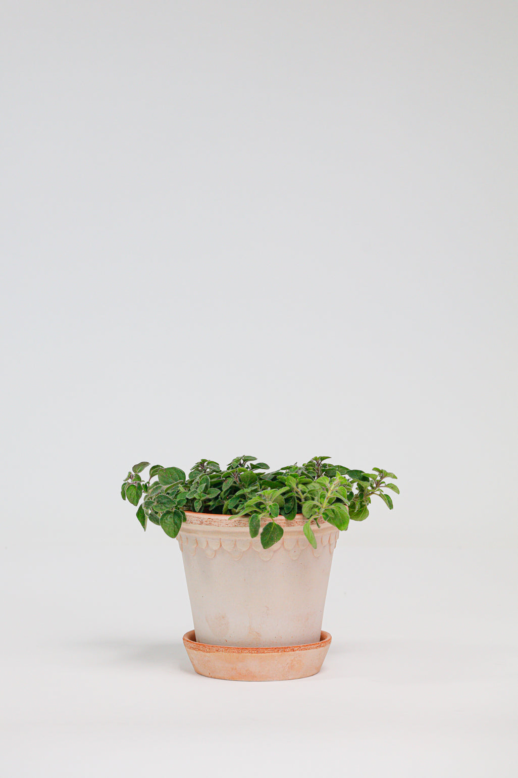 products/SotoProductShootLowQ-1725.jpg
